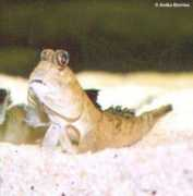 pictures.naturspot.de Barbarus