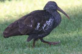 oiseaux.net Barbela