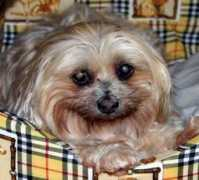 puppymillrescue.com Barbiea
