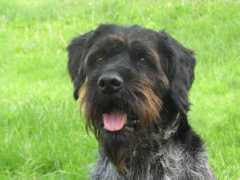 jagdhunde-suchen.de Barbis
