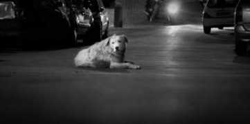 perrina.it Barbone