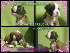 Barbucha