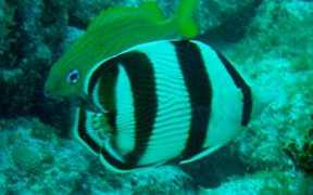 bigelowsociety.com Barbut