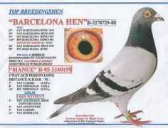 elimarpigeons.com Barchen