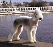 Barchuk