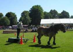 ardennesacheval.free.fr Bardant