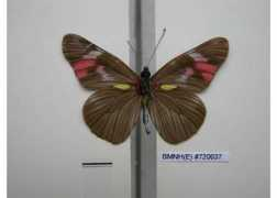 butterfliesofamerica.com Bardela