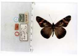 butterfliesofamerica.com Bardela