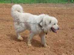 hirtenhunde-liptak.de Bardhosh
