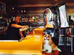 mayfieldcavaliers.com Bardog