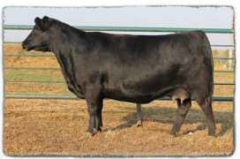 peakdotranch.com Bardolia