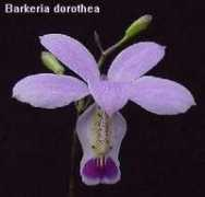 Bardor