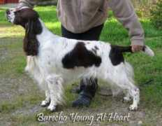 Barecho