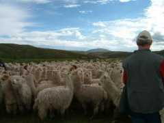 swiss-alpacas.ch Bareda