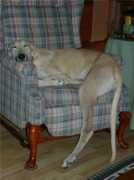 royalhounds.org Barenz