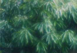 geocities.co.jp Baribari