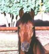 Barif