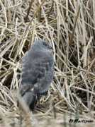 oiseaux.net Bariole