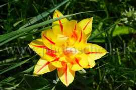 jschell.ch Bariole