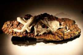 campylite.com Barite