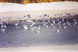 panoramio.com Barizo