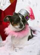 Barkus