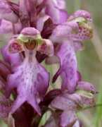 nature-diary.co.uk Barlia