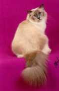 birman.org Barmar