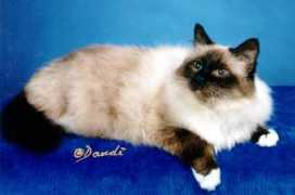 birman.org Barmar