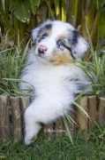 strathavenaussies.co.za Barnab
