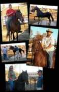 caballodeusa.com Barng