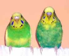 gotbirdsonline.com Barnick