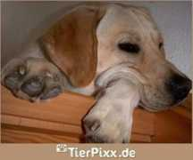 tierpixx.de Barnie