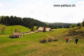 pellaux.ch Baronne