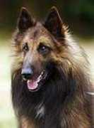 Barox
