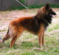 Barox