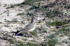 christian.maliverney.oiseaux.net Barraj
