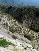 Barranca