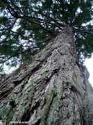 sequoias.eu Barres