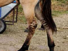 theequinest.com Barring