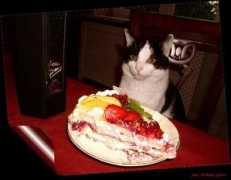 photoforum.ru Barsik