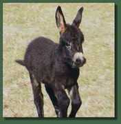cedarcreekfarm.com Bartan