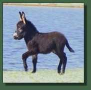 cedarcreekfarm.com Bartan