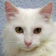 johnsoncountyhumane.org Bartelby