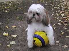 shihtzu.free.fr Bartez
