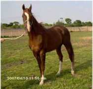 freehorseads.com Barthalamew