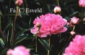 esveld.nl Barthelot