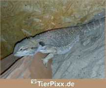 tierpixx.de Barti