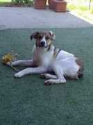 foursoftpaws.yuku.com Bartol