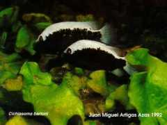cichlidae.com Bartoni